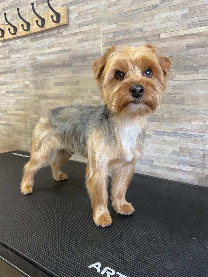 Imagen de Casa Mascotas, Aranjuez