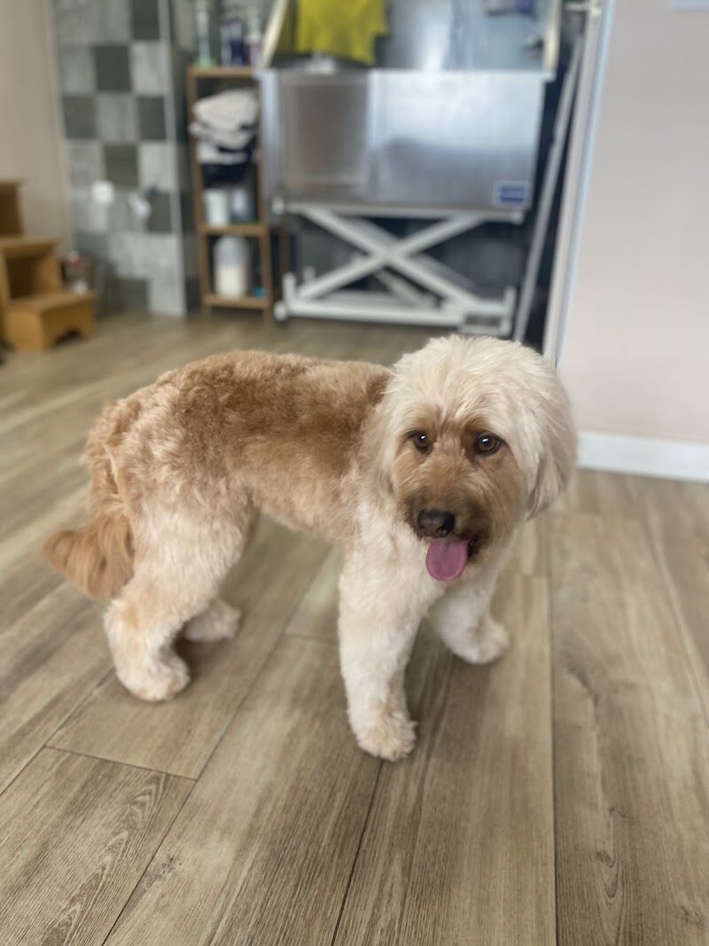 Imagen de Casa Mascotas, Aranjuez