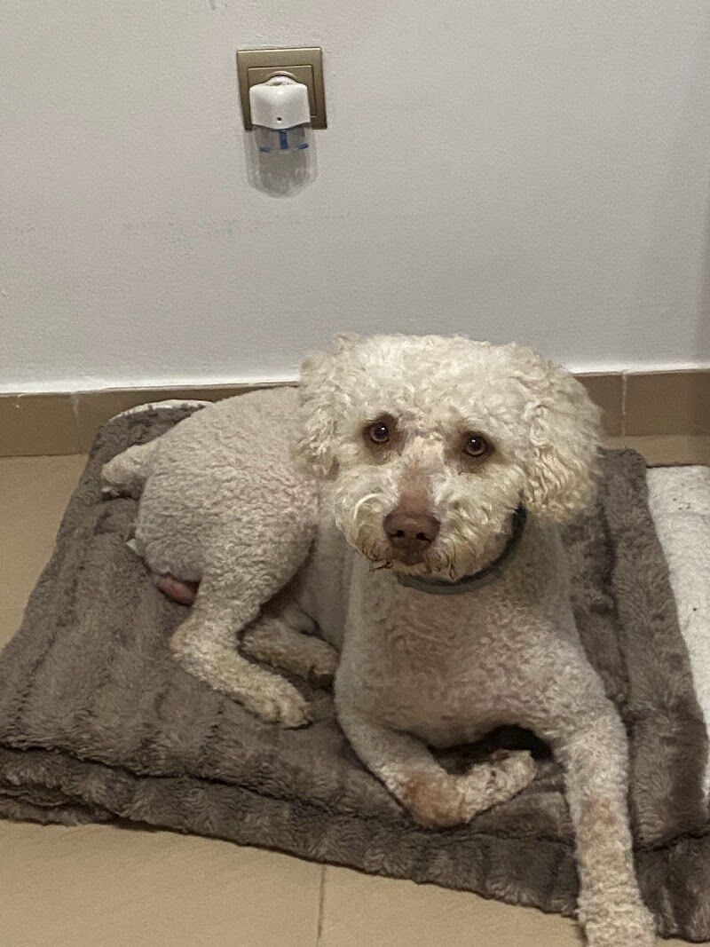 Imagen de negocio en Guardería para mascotas en Ciempozuelos