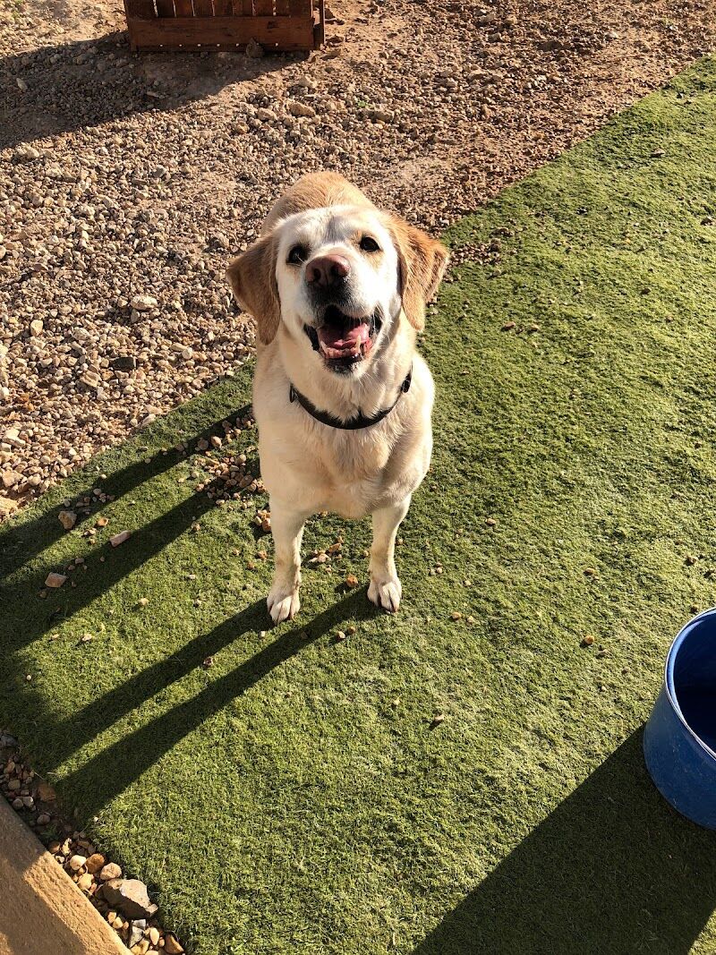 Imagen de Hotel de Mascotas Lily