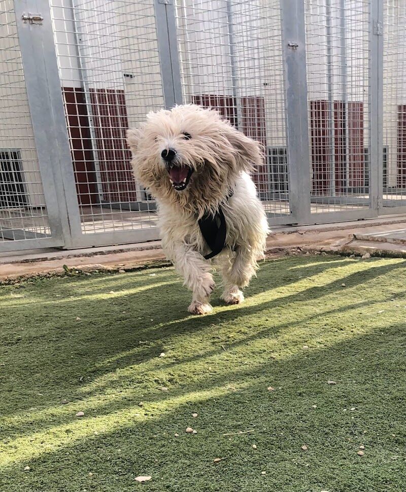 Imagen de Hotel de Mascotas Lily