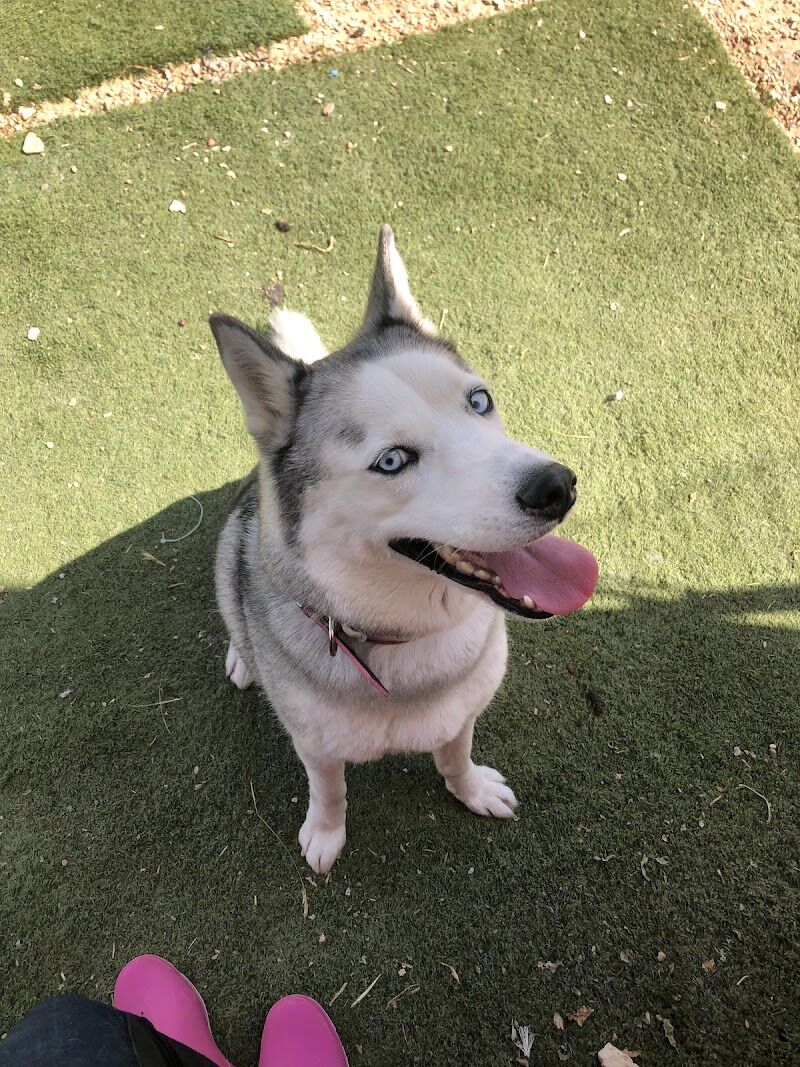 Imagen de Hotel de Mascotas Lily