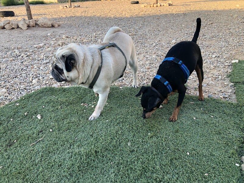 Imagen de Hotel de Mascotas Lily