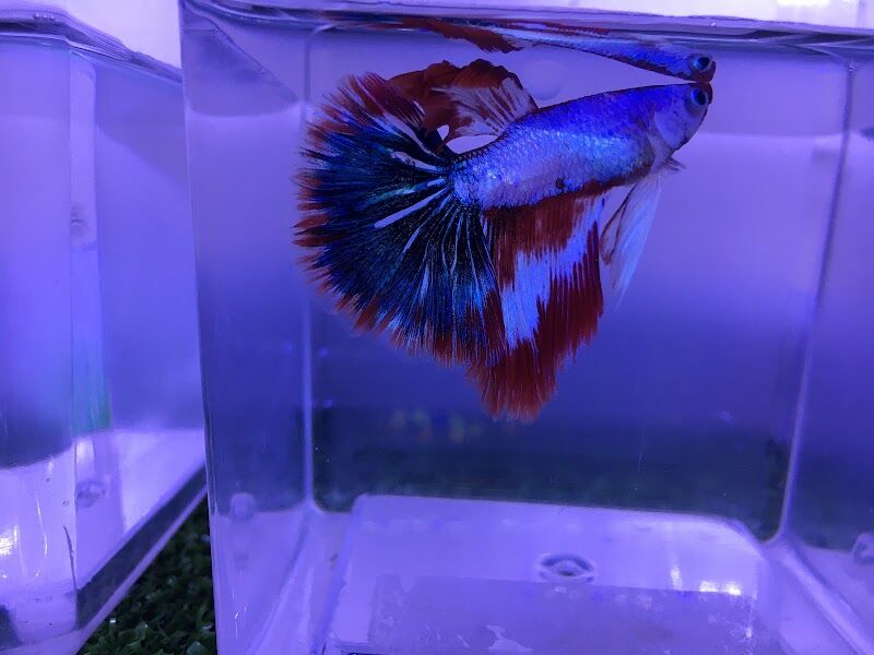 Imagen de Burbujin Mascotas Illescas