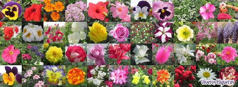 Imagen de Viveros Higueras – Vivernova