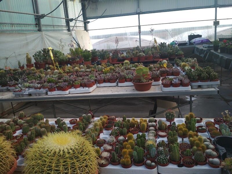 Imagen de Viveros Higueras – Vivernova