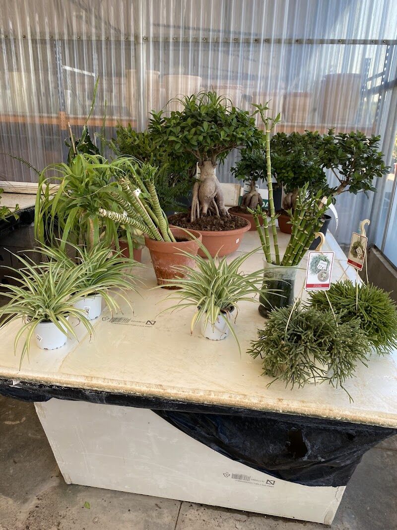 Imagen de Viveros Higueras – Vivernova