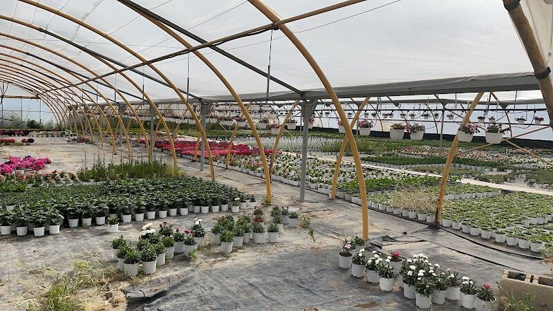 Imagen de Viveros Higueras – Vivernova