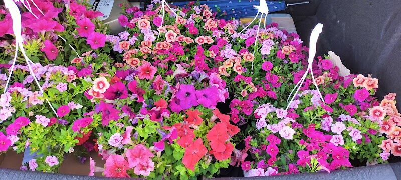 Imagen de Viveros Higueras – Vivernova