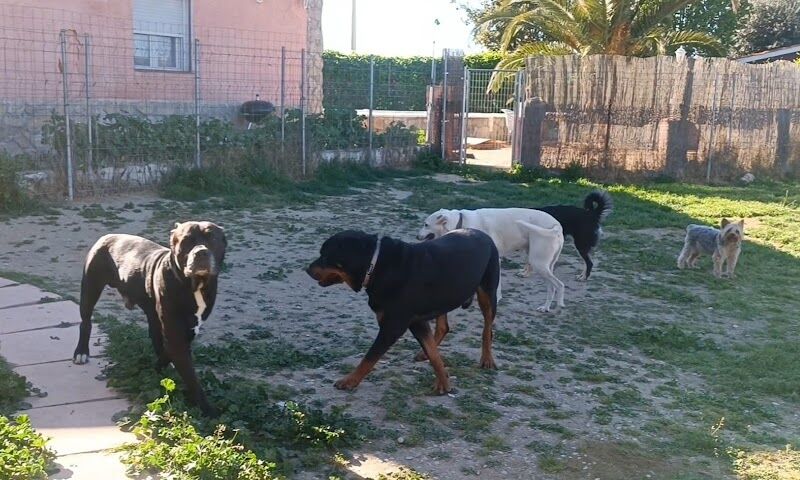 Imagen de negocio en Guardería para mascotas en Provincia de Toledo