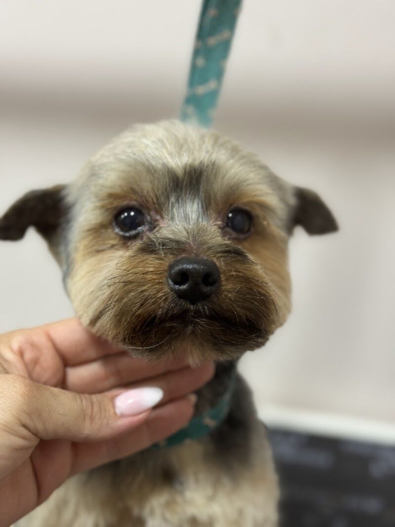 Imagen de negocio en Peluquería canina y felina en Illescas