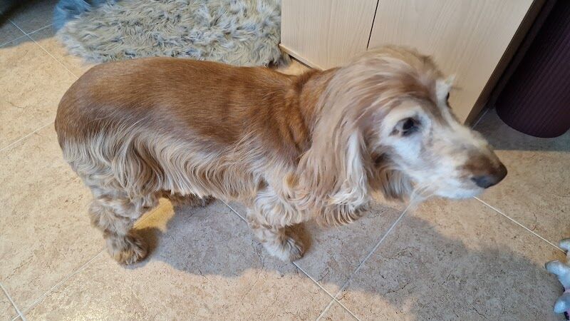 Imagen de negocio en Peluquería canina y felina en Toledo