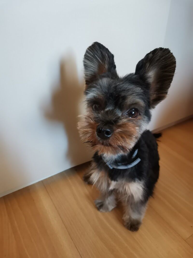Imagen de negocio en Peluquería canina y felina en Toledo