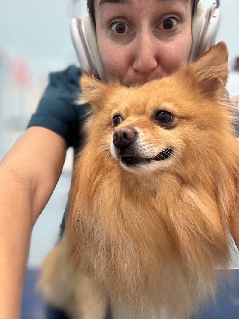 Imagen de Peluquería Canina Lavadogs