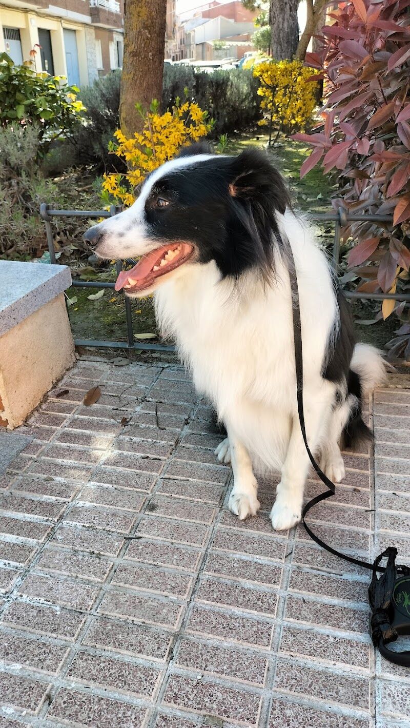 Imagen de Peluquería Canina Lavadogs