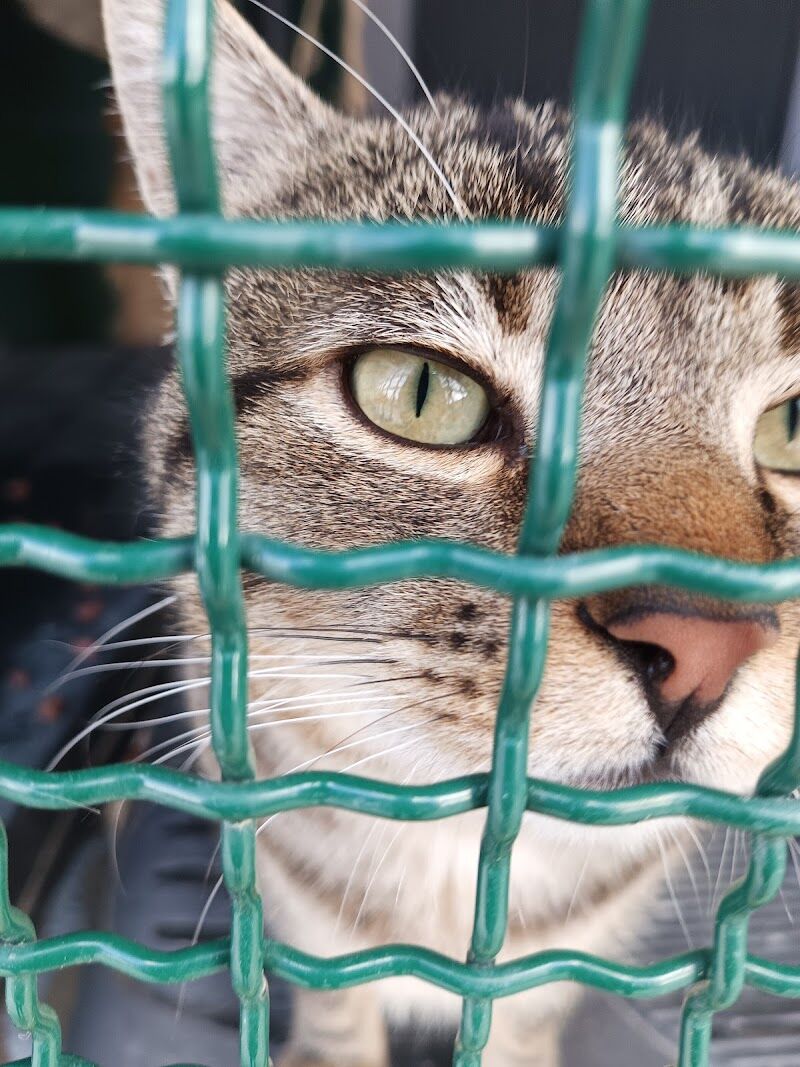Imagen de Centro Municipal de Recogida de Animales de Aranjuez