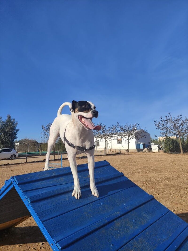 Imagen de negocio en Adiestramiento de mascotas en Provincia de Albacete