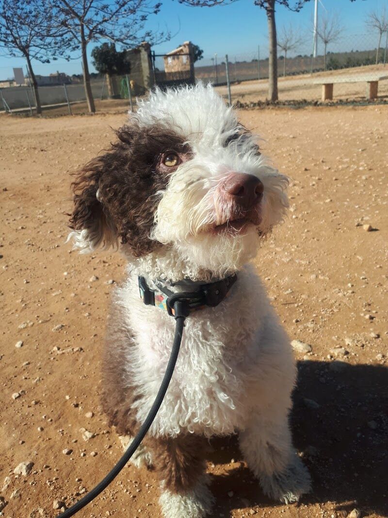 Imagen de negocio en Adiestramiento de mascotas en Provincia de Albacete