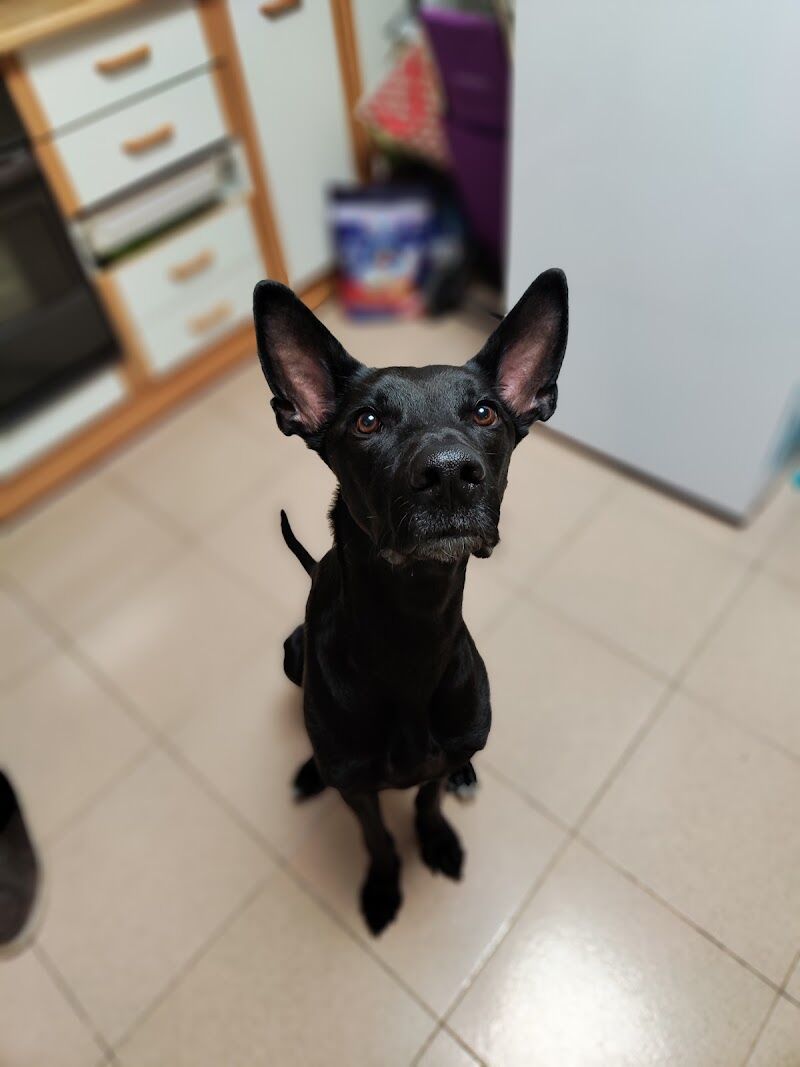 Imagen de negocio en Veterinaria en Provincia de Albacete