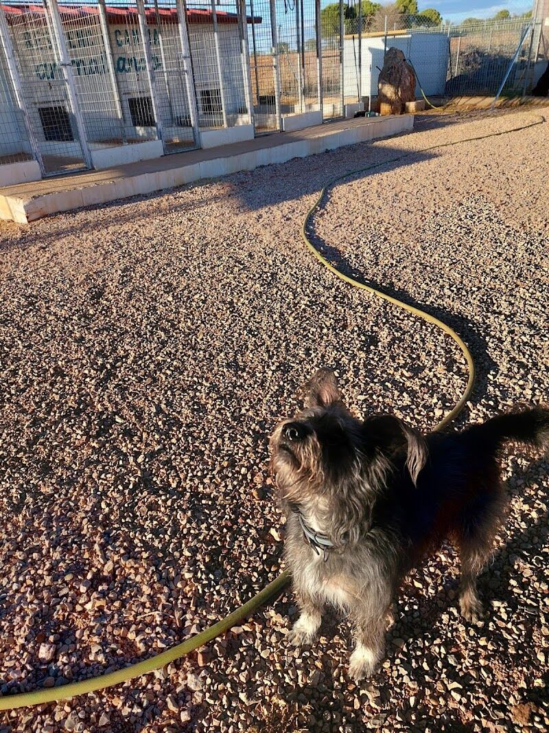 Imagen de negocio en Guardería para mascotas en Provincia de Cuenca
