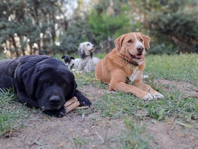 Imagen de negocio en Paseo de perros