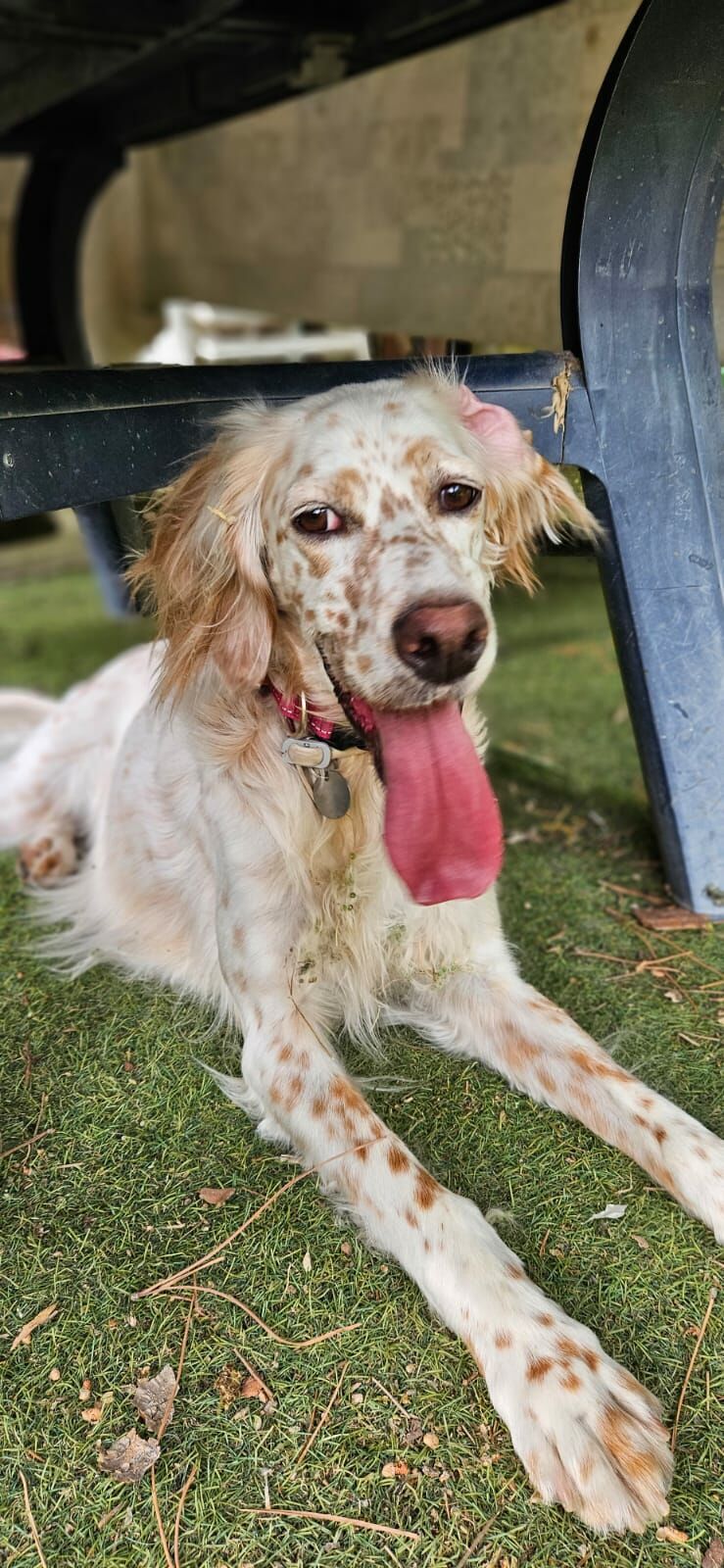 Imagen de negocio en Paseo de perros