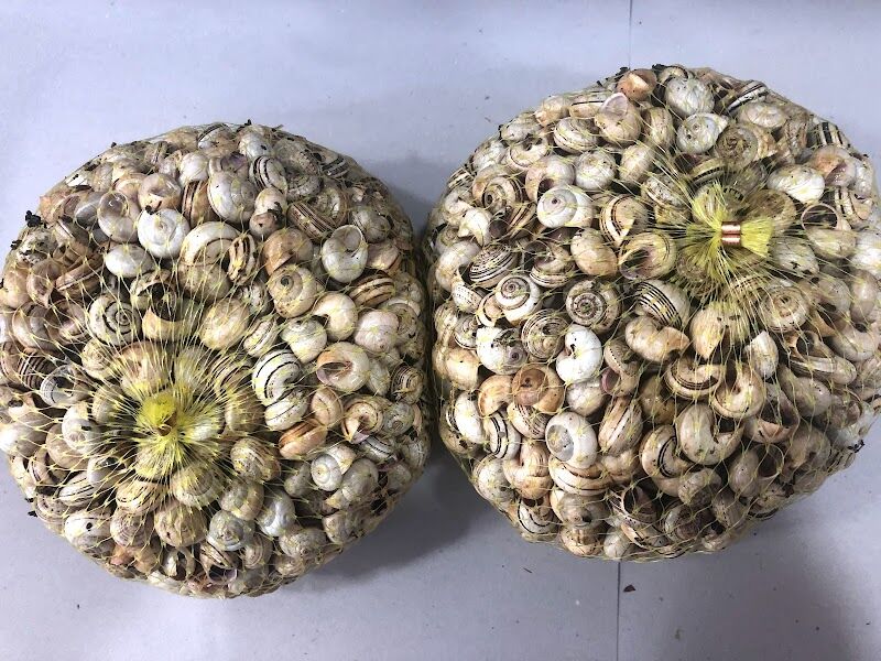 Imagen de Pescados y Mariscos Francisco Vázquez E Hijos S.l.