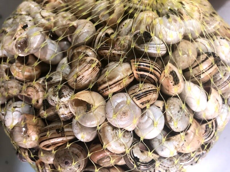 Imagen de Pescados y Mariscos Francisco Vázquez E Hijos S.l.