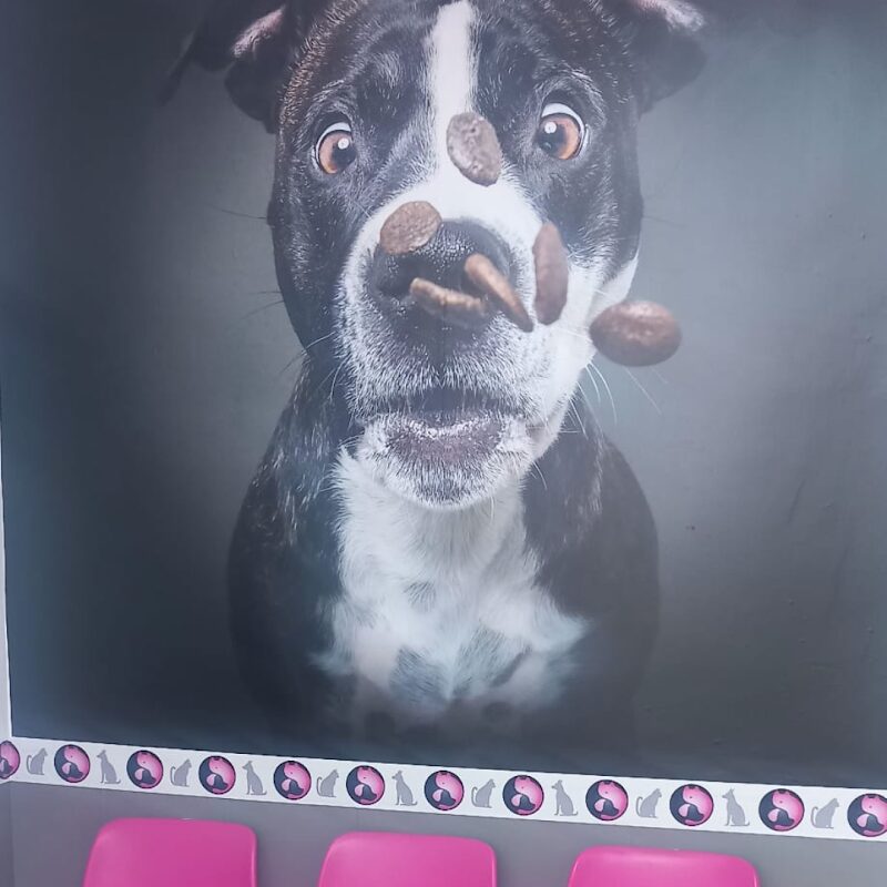 Imagen de Zen-vet Centro Veterinario Integrativo