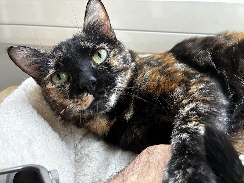 Imagen de Zen-vet Centro Veterinario Integrativo