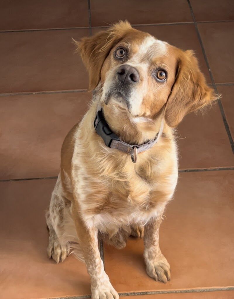 Imagen de Clínica Veterinaria Postas
