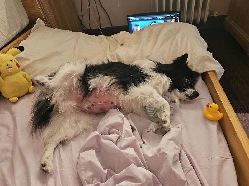 Imagen de Clínica Veterinaria Postas