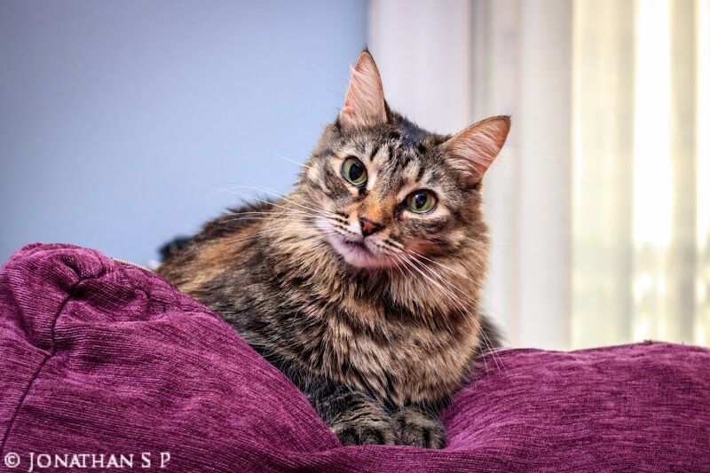 Imagen de Clínica Veterinaria Postas