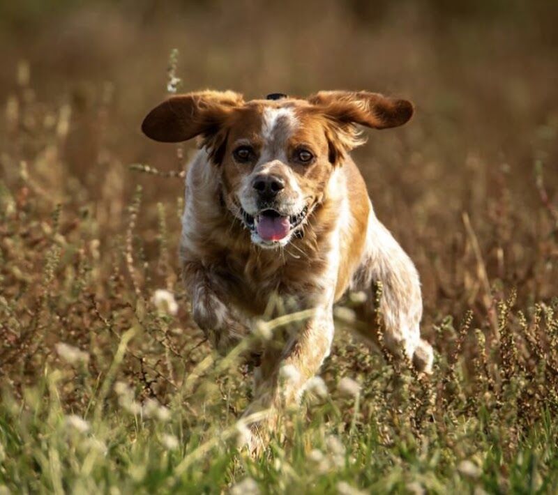 Imagen de Clínica Veterinaria Postas