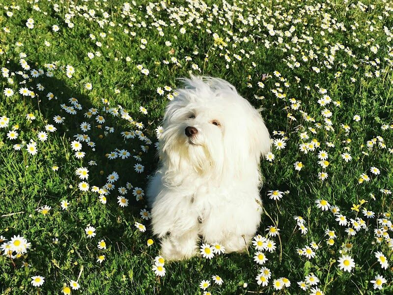 Imagen de Clínica Veterinaria Postas