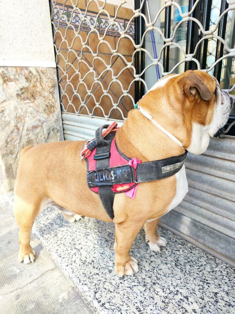 Imagen de Clínica Veterinaria Animaleando