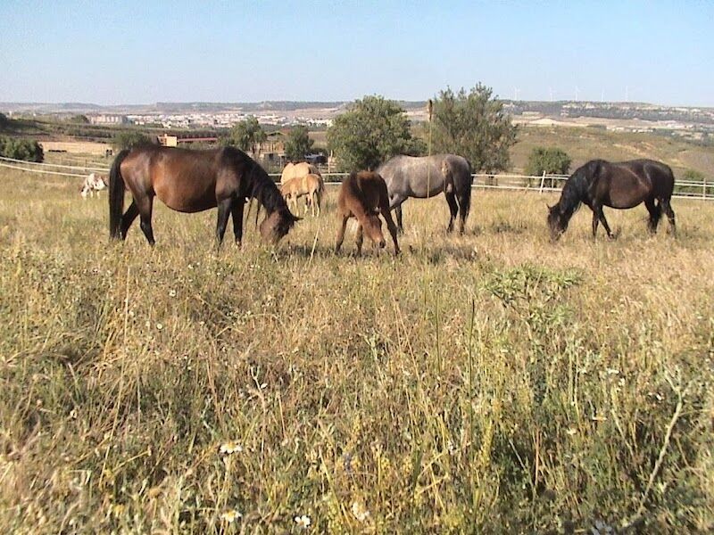 Imagen de negocio en Adiestramiento de mascotas en Villamuriel de Cerrato