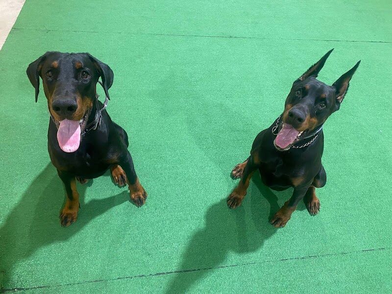 Imagen de negocio en Adiestramiento de mascotas en Palencia