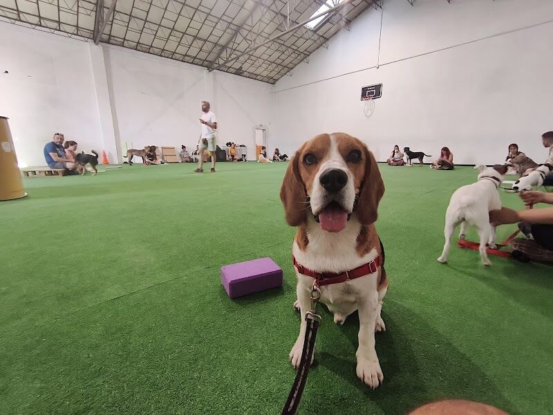 Imagen de negocio en Adiestramiento de mascotas en Palencia