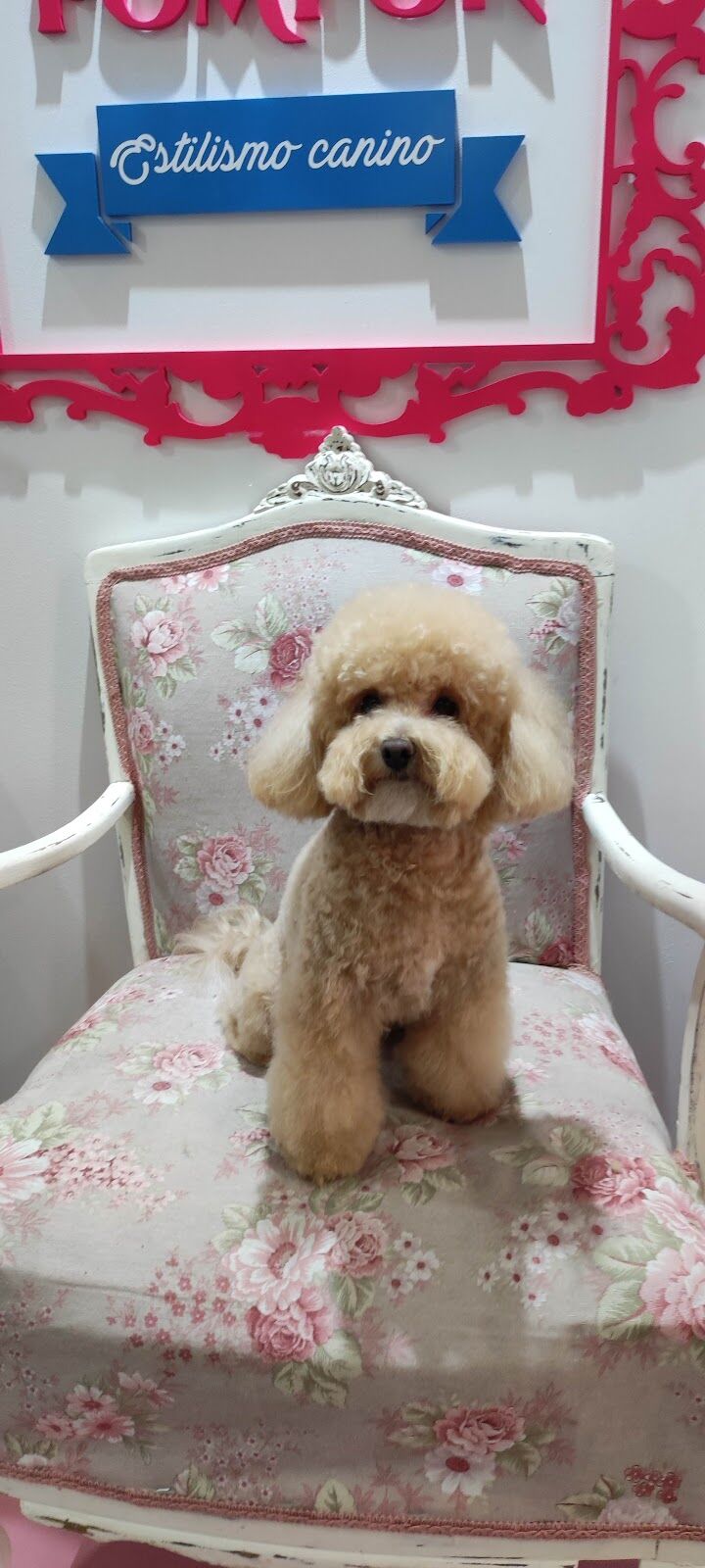 Imagen de negocio en Baño y spa para mascotas en Provincia de Valladolid