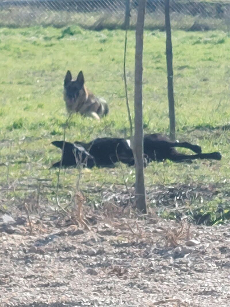 Imagen de Lobocan Adiestramiento Canino