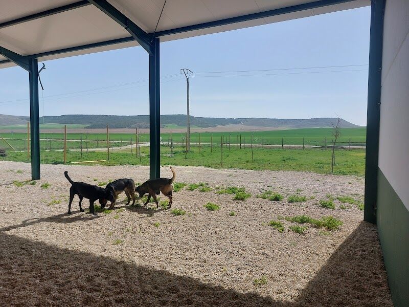 Imagen de Lobocan Adiestramiento Canino