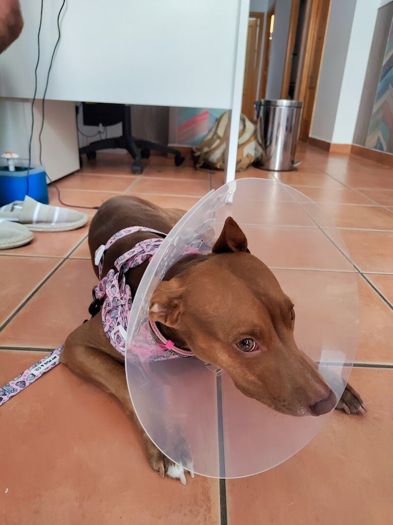 Imagen de Centro Veterinario Artemisa