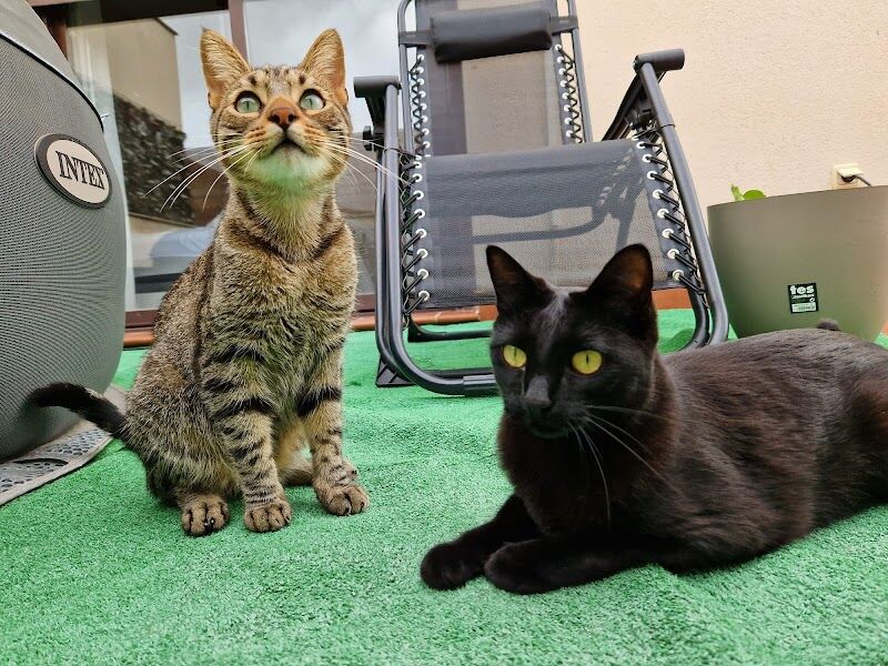 Imagen de Centro Veterinario Artemisa