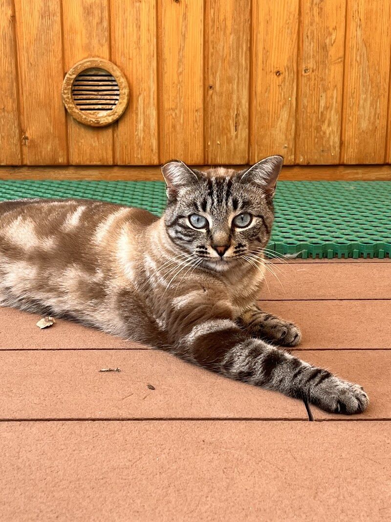 Imagen de Centro Veterinario Artemisa