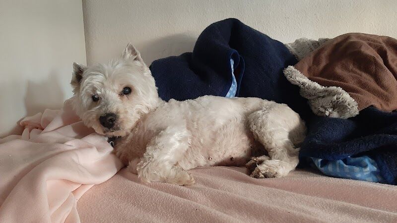 Imagen de Centro Veterinario Artemisa