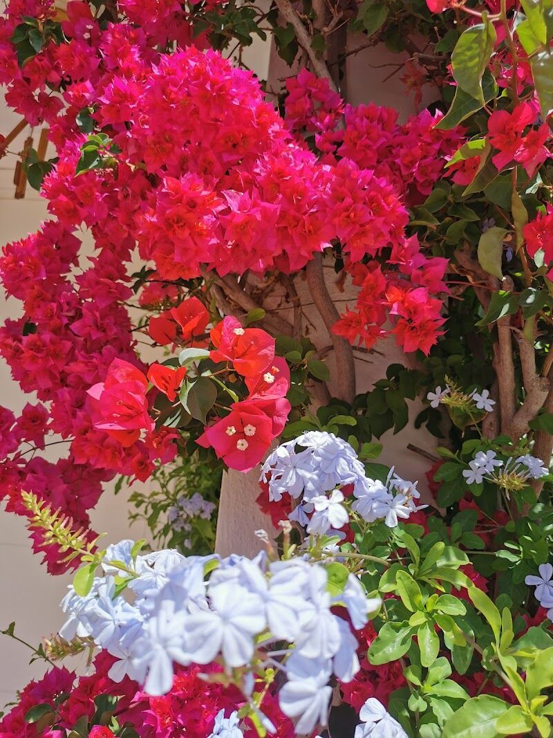 Imagen de Jardinería Olivares