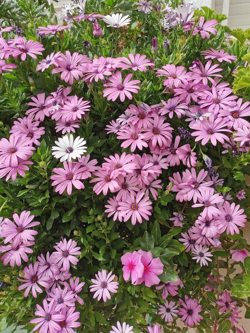 Imagen de Jardinería Olivares