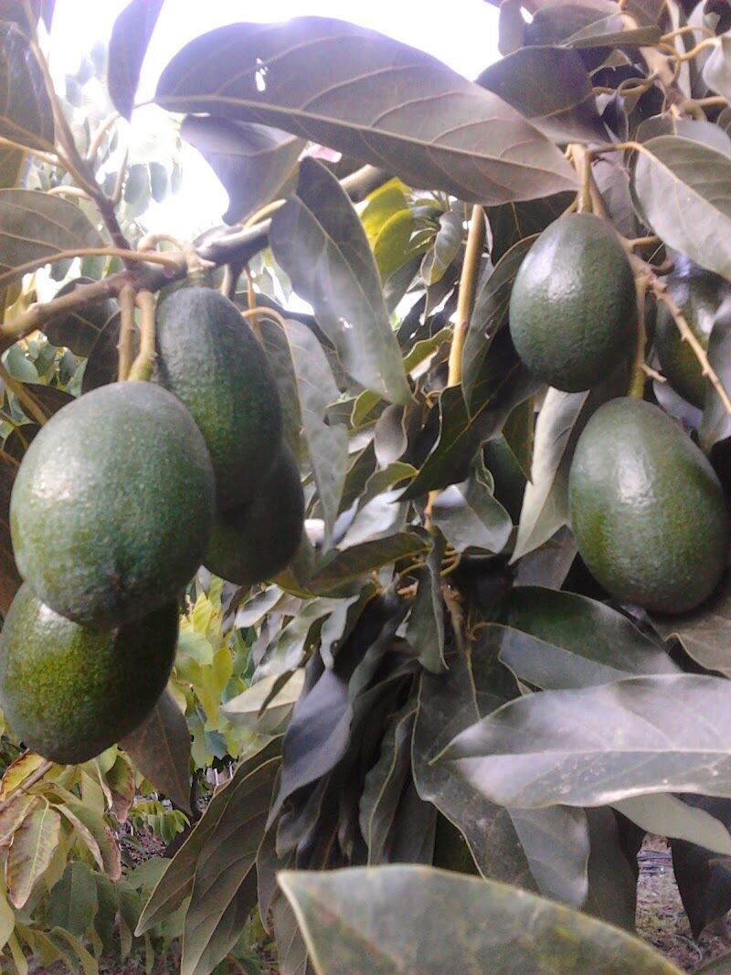 Imagen de Jardinería Olivares