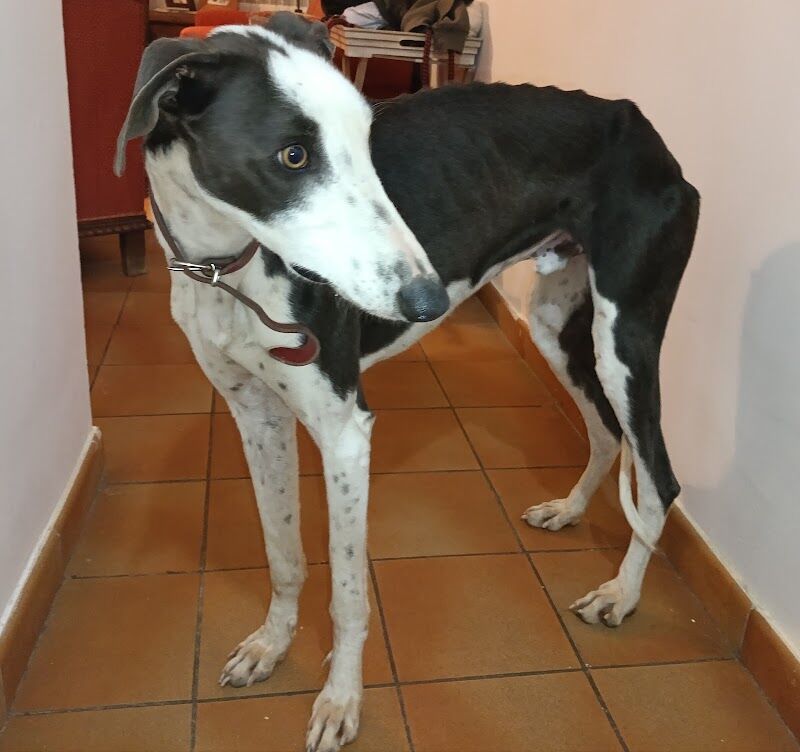 Imagen de negocio en Protectora de animales en Provincia de Valladolid